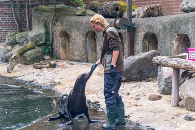 Das Seelöwen Orakel im Zoo Leipzig. Beim Training tippte die Seelöwen Dame, dass Deutschland, das Viertelfinale gegen Spanien gewinnen wird. Seelöwen Orakel