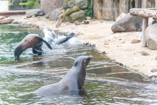 Das Seelöwen Orakel im Zoo Leipzig. Beim Training tippte die Seelöwen Dame, dass Deutschland, das Viertelfinale gegen Spanien gewinnen wird. Seelöwen Orakel