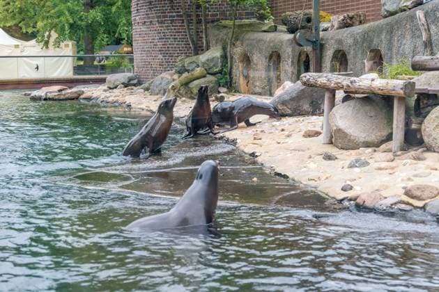 Das Seelöwen Orakel im Zoo Leipzig. Beim Training tippte die Seelöwen Dame, dass Deutschland, das Viertelfinale gegen Spanien gewinnen wird. Seelöwen Orakel