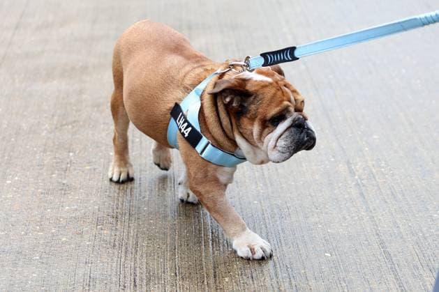 05.07.2024, xrarjax, Motorsport FIA Formel 1, Großer Preis von Großbritannien 2024 emspor, v.l. Lewis Hamilton (Mercedes AMG Petronas) Startnummer 44 mit seinem Hund Roscoe Silverstone