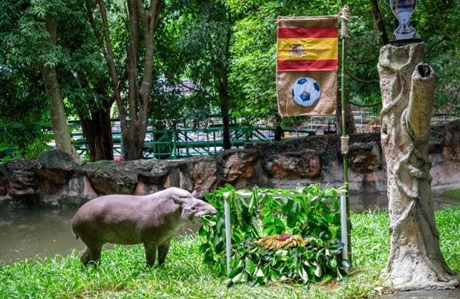 Tapir Predicts Euro 2024 Final Winner at The Chiang Mai Night Safari, Thailand - 12 Jul 2024 A female Brazilian Tapir named Khao Knong, 21 years and 8 months old, predicted the outcome of the UEFA EURO, EM, Europameisterschaft,Fussball 2024 final match between Spain and England at The Chiang Mai Night Safari in Thailand. The national flags of both teams were hanged on the goalposts, each adorned with jackfruit leaves and various fruits such as bananas and carrots. The result showed that Khao Knong chose to eat the food representing Spain. The organizers of The Chiang Mai Night Safari are using a Brazilian Tapir to attempt to predict if Spain will be the final match winner against England during the UEFA Euro 2024 soccer tournament, which is taking place in Germany. Chiang Mai Thailand Copyright: xPongmanatxTasirix xSOPAxImagesx 0709792353st