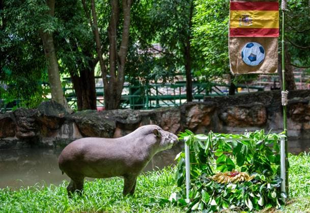 Tapir Predicts Euro 2024 Final Winner at The Chiang Mai Night Safari, Thailand - 12 Jul 2024 A female Brazilian Tapir named Khao Knong, 21 years and 8 months old, predicted the outcome of the UEFA EURO, EM, Europameisterschaft,Fussball 2024 final match between Spain and England at The Chiang Mai Night Safari in Thailand. The national flags of both teams were hanged on the goalposts, each adorned with jackfruit leaves and various fruits such as bananas and carrots. The result showed that Khao Knong chose to eat the food representing Spain. The organizers of The Chiang Mai Night Safari are using a Brazilian Tapir to attempt to predict if Spain will be the final match winner against England during the UEFA Euro 2024 soccer tournament, which is taking place in Germany. Chiang Mai Thailand Copyright: xPongmanatxTasirix xSOPAxImagesx 0709792726st