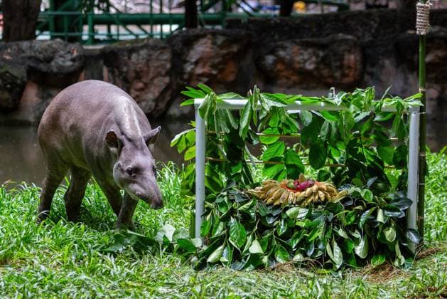 Tapir Predicts Euro 2024 Final Winner at The Chiang Mai Night Safari, Thailand - 12 Jul 2024 A female Brazilian Tapir named Khao Knong, 21 years and 8 months old, predicted the outcome of the UEFA EURO, EM, Europameisterschaft,Fussball 2024 final match between Spain and England at The Chiang Mai Night Safari in Thailand. The national flags of both teams were hanged on the goalposts, each adorned with jackfruit leaves and various fruits such as bananas and carrots. The result showed that Khao Knong chose to eat the food representing Spain. The organizers of The Chiang Mai Night Safari are using a Brazilian Tapir to attempt to predict if Spain will be the final match winner against England during the UEFA Euro 2024 soccer tournament, which is taking place in Germany. Chiang Mai Thailand Copyright: xPongmanatxTasirix xSOPAxImagesx 0709792729st