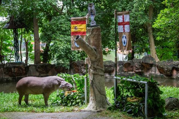 Tapir Predicts Euro 2024 Final Winner at The Chiang Mai Night Safari, Thailand - 12 Jul 2024 A female Brazilian Tapir named Khao Knong, 21 years and 8 months old, predicted the outcome of the UEFA EURO, EM, Europameisterschaft,Fussball 2024 final match between Spain and England at The Chiang Mai Night Safari in Thailand. The national flags of both teams were hanged on the goalposts, each adorned with jackfruit leaves and various fruits such as bananas and carrots. The result showed that Khao Knong chose to eat the food representing Spain. The organizers of The Chiang Mai Night Safari are using a Brazilian Tapir to attempt to predict if Spain will be the final match winner against England during the UEFA Euro 2024 soccer tournament, which is taking place in Germany. Chiang Mai Thailand Copyright: xPongmanatxTasirix xSOPAxImagesx 0709792745st