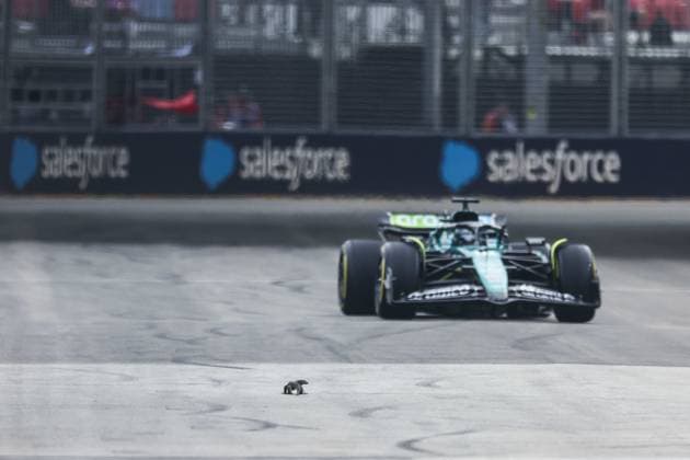 Lizard on track, 18 STROLL Lance (can), Aston Martin F1 Team AMR24, action during the Formula 1 Singapore Grand Prix 2024, 18th round of the 2024 Formula One World Championship, WM, Weltmeisterschaft from September 20 to 22, 2024 on the Marina Bay Circuit, in Singapore, Singapore - F1 - SINGAPORE GRAND PRIX 2024 DPPI Panoramic  240921_R18_SINGAPORE_DP_FGDN7762