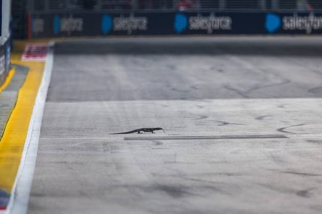 A lizard on the track while FP3 is underway during the Formula 1 Singapore Grand Prix 2024, 18th round of the 2024 Formula One World Championship, WM, Weltmeisterschaft from September 20 to 22, 2024 on the Marina Bay Circuit, in Singapore, Singapore - F1 - SINGAPORE GRAND PRIX 2024 DPPI Panoramic  240921_R18_SINGAPORE_DP_FGDN7723