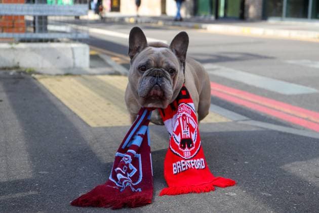 Sport Themen der Woche KW39 Sport Bilder des Tages 28th September 2024; Gtech Community Stadium, Brentford, London, England; Premier League Football, Brentford versus West Ham United; A dog wearing a half-and-half scarf outside of the stadium.  ActionPlus12697476 KatiexChan