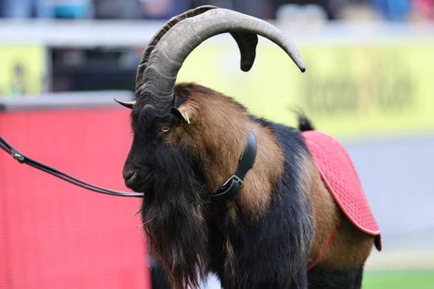GER, 2.FBL. 1. FC Koeln vs. Karlsruher SC 29.09.2024, Rheinenergie Stadion, Koeln, GER, 2.FBL. 1. FC Koeln vs. Karlsruher SC , im Bild: Hennes IX das Maskottchen des 1. FC Koeln,