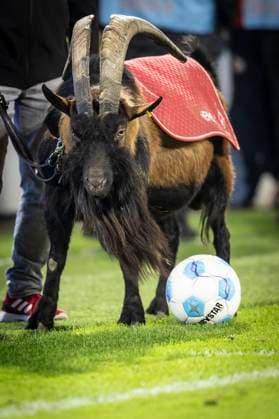 Sport Bilder des Tages 1. FC Köln - SC Paderborn 07, 25.10.2024 Der Geißbock des 1. FC Köln weiss nichts mit dem Ball anzufangen; 10. Spieltag der 2. Fußball-Bundesliga, 1. FC Köln - SC Paderborn 07 am 25.10.2024 im RheinEnergie-Stadion in Köln. DIE DFL-VORSCHRIFTEN VERBIETEN JEDE VERWENDUNG VON FOTOS ALS BILDSEQUENZEN UND ODER QUASI-VIDEO.