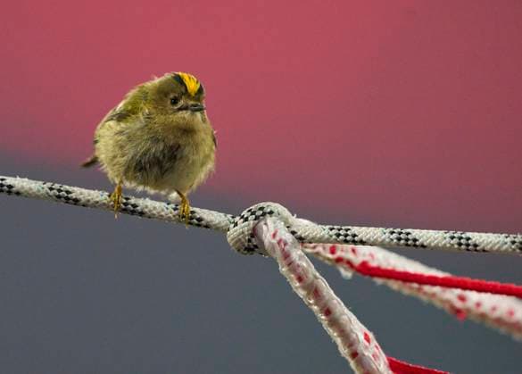 Bird Wintergoldhähnchen in the goal net in the group league match FC BAYERN MUENCHEN - SL BENFICA LISSABON of football UEFA Champions League in season 2024 2025 in Munich, Nov 06, 2024 , FCB, 4. Spieltag, München