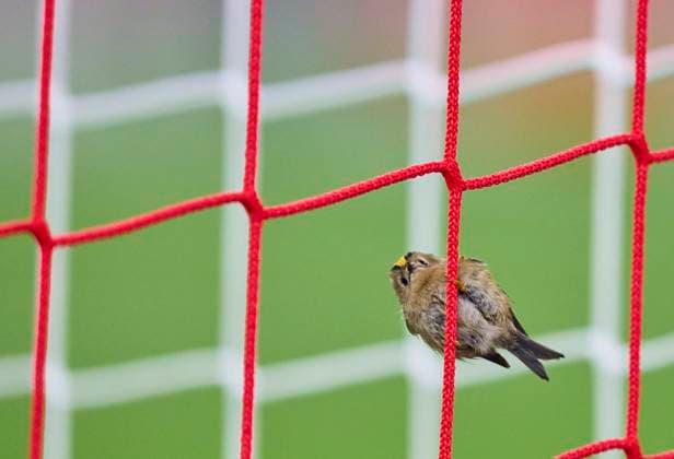 Sport Bilder des Tages Bird Wintergoldhähnchen in the goal net in the group league match FC BAYERN MUENCHEN - SL BENFICA LISSABON of football UEFA Champions League in season 2024 2025 in Munich, Nov 06, 2024 , FCB, 4. Spieltag, München