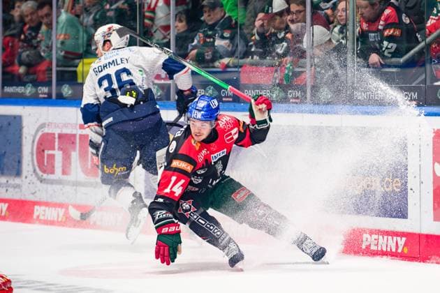 Bilder des Jahres 2024, Sport 11 November Sport Themen der Woche KW46 Sport Bilder des Tages Donald Busdeker (14, Augsburger Panther) im Hintergrund, Brandon Gormley (36, Iserlohn Roosters) beim Spiel Augsburger Panther v Iserlohn Roosters, Eishockey, Herren, Penny DEL 2024 2025, 17.Spieltag am 17.11.2024 in Augsburg, Curt-Frenzel-Stadion. Bayern Deutschland *** Donald Busdeker 14, Augsburger Panther in the background, Brandon Gormley 36, Iserlohn Roosters at the game Augsburger Panther v Iserlohn Roosters, Ice Hockey, Men, Penny DEL 2024 2025, Matchday 17 on 17 11 2024 in Augsburg, Curt Frenzel Stadion Bayern Germany