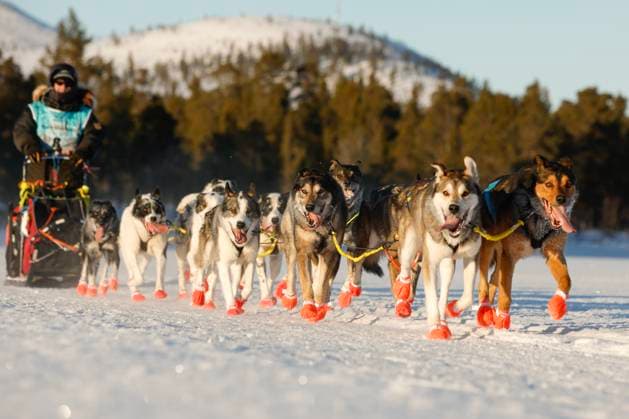 Sport Themen der Woche KW07 Sport Bilder des Tages VM i hundekjoring 2025 Roros 20250211. Ralph Johannessen pa vei ut pa Femundisen ved Buvika under 650km langdistanse under VM i hundekjoring pa Roros. Foto: orn E. Borgen NTB Roros Norge EDITORIAL USE ONLY. RESTRICTED USE FOR BETTING COMPANIES Ref:_SPOBjPMubyu0wo.jpg *** World Dog Sledding Championships 2025 Roros 20250211 Ralph Johannessen on his way out on Femundisen near Buvika during the 650km long distance during the World Dog Sledding Championships at Roros Photo by E Borgen NTB Roros Norge EDITORIAL USE ONLY RESTRICTED USE FOR BETTING COMPANIES  Copyright: xornxE.xBorgenx xNTBx