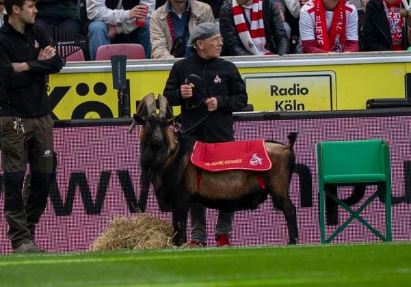 Maskottchen Hennes 1. FC Köln - Fortuna Düsseldorf, 23.02.2025 Fussball, 2. Bundesliga, RheinEnergieStadion Köln DFL regulations prohibit any use of photographs as image sequences and or quasi-video.