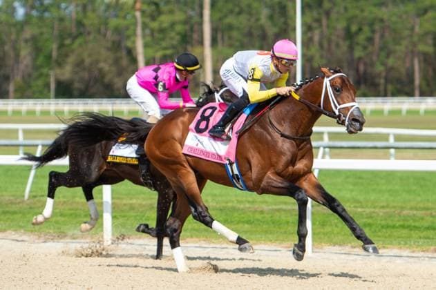 Sport Themen der Woche KW10 Sport Bilder des Tages March 8, 2025, USA: Skippylongstocking (8) ridden by Tyler Gaffalione wins the Challenger Stakes (Grade 3) at Tampa Bay Downs in Tampa, Florida on March 8, 2025. Juliana Colombo Eclipse Sportswire CSM USA - ZUMAcs17 20250308_faf_cs17_002 Copyright: xWesleyxMardenx