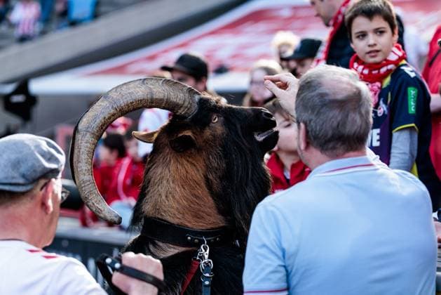 Google Pixel Frauen-Bundesliga, 1. FC Köln - FC Bayern München; 09.03.2025 Hennes IX. wird in der Halbzeit von den Fans gefüttert Google Pixel Frauen-Bundesliga, 1. FC Köln - FC Bayern München, Köln, RheinEnergiestadion am 09.03.2025 DFB REGULATIONS PROHIBIT ANY USE OF PHOTOGRAPHS AS IMAGE SEQUENCES AND OR QUASI-VIDEO. Copyright: xBEAUTIFULxSPORTS Wunderlx