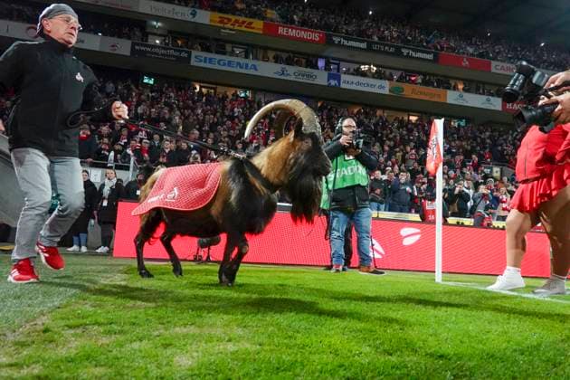 GER, 2.FBL, 1. FC Koeln vs. SV Darmstadt 98 15.03.2025, Rheinenergie Stadion, Koeln, GER, 2.FBL, 1. FC Koeln vs. SV Darmstadt 98, im Bild: Hennes IX das Maskottchen des 1. FC Koeln, laeuft ein mit Ingo Reipka betreut Hennes und fuehrt ihn immer ins Stadion,