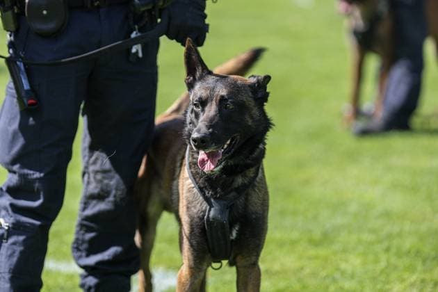 Hundestaffel der Polizei war ebenfalls im Einsatz beim SV Waldhof Mannheim - SG Dynamo Dresden am 10.05.25 in Carl Benz Stadion, Mannheim xamx Foto: Alfio Marino