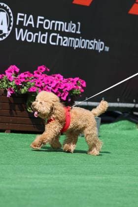 Simba, Hund von Pierre Gasly (BWT Alpine F1 Team, 10), Race day, ESP, Formel 1 Weltmeisterschaft, Aramco Grand Prix von Spanien, Circuit de Barcelona Catalunya, Saison 2025, 01.06.2025 ITA, Formel 1 Weltmeisterschaft, Spanish Grand Prix, 01.06.2024 Barcelona Copyright: xEibner-Pressefoto AnnikaxGrafx EP_AGF