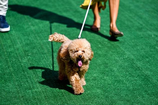 Formel 1 GP Barcelona Sonntag, 01.06.2025 Simba. Pierre Gasly s und Kika Gomes Hund; Formel 1 GP Barcelona Sonntag, 01.06.2025 Copyright: xBEAUTIFULxSPORTS Erlhofx