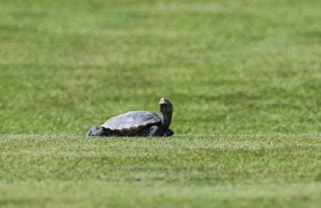 LPGA, Golf Damen 2025: ShopRite LPGA Classic Presented By Acer JUN 06 June 06, 2025: A turtle crosses the fairway during the ShopRite LPGA Classic Presented by Acer in Galloway, NJ. Mike Langish CSM (Credit Image: Ã‚Â Mike Langish Cal Media) (Credit Image: Ã‚Â Mike Langish Cal Sport Media) (Credit Image: Â Mike Langish Cal Sport Media) Galloway New Jersey United States of America EDITORIAL USE ONLY Copyright: xx ZUMA-20250606_zma_c04_003.jpg MikexLangishx csmphotothree390147