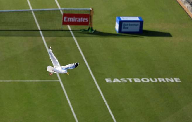 25th June 2025; Devonshire Park, Eastbourne, East Sussex, England; Lexus International Eastbourne, Day 3; A seagull flies over the centre court during the match between Tommy Paul and Daniel Evans (GBR)  ActionPlus12805551 HongboxChen