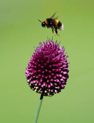 A bumble bee on the hunt for Wimbledon nectar Wimbledon Tennis Championships, Sunday Practice, The All England Lawn Tennis and Croquet Club, London, UK - 29 Jun 2025London The All England Lawn Tennis and United Kingdom  Copyright: xJavierxGarcia Shutterstockx 15371377ci