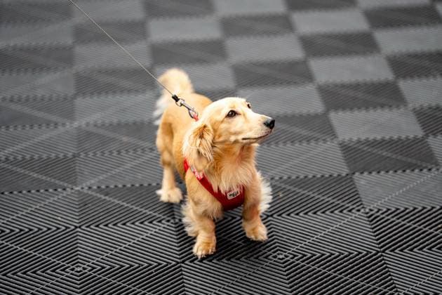 F1 British GP 2025 - UK Leo Leclerc (dog) during the Formula 1 Qatar Airways British Grand Prix 2025 on Saturday at the Silverstone International Circuit, Silverstone, Great Britain on July 5, 2025 Photo by Photo by Antoine Lapeyre ABACAPRESS.COM Silverstone United Kingdom  Copyright: xLapeyrexAntoine ABACAx