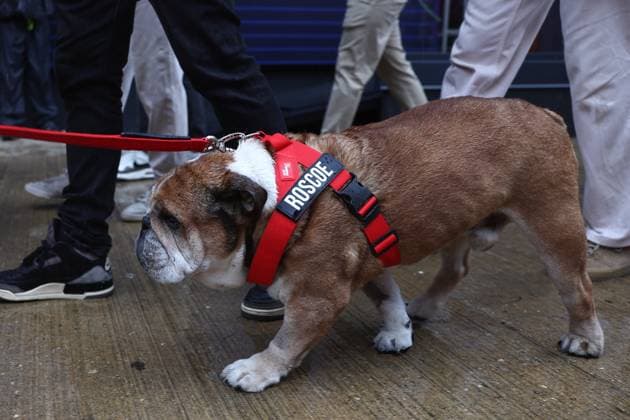 F1 British Grand Prix 2025 Roscoe, dog of Lewis Hamilton ahead of the Formula 1 British Grand Prix at Silverstone Circuit in Northampton, Great Britain on July 6, 2025. Northampton United Kingdom  Copyright: xJakubxPorzyckix originalFilename:porzycki-f1britis250706_np0hy.jpg