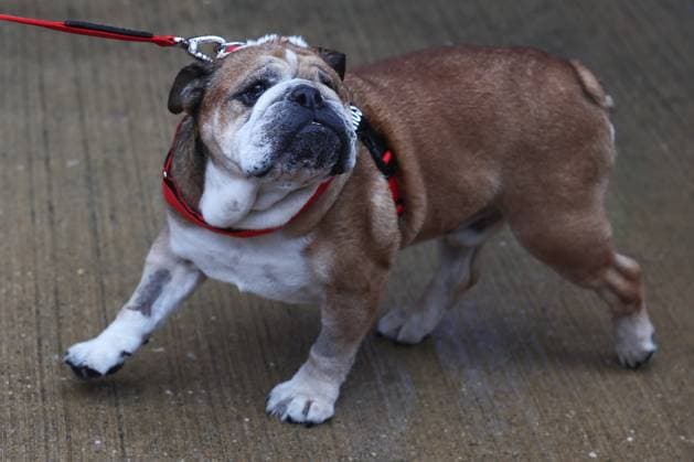 F1 British Grand Prix 2025 Roscoe, dog of Lewis Hamilton ahead of the Formula 1 British Grand Prix at Silverstone Circuit in Northampton, Great Britain on July 6, 2025. Northampton United Kingdom  Copyright: xJakubxPorzyckix originalFilename:porzycki-f1britis250706_npsVg.jpg