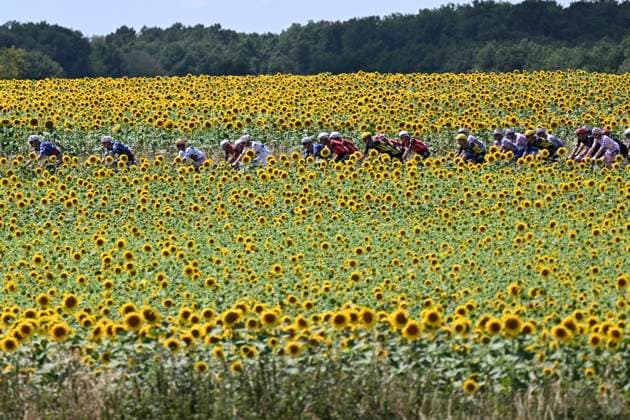 Tour de France 2025 Stage 9 CHATEAUROUX, FRANCE - JULY 13 : illustration picture of the riders in the sunflower fields during stage 9 of the 112th edition of Tour de France an UCI World Tour 2.UWT cycling road race stage for Men Elite of 170 km with start in Chinon and finish in Chateauroux on July 13, 2025 in Chateauroux, France, 13 07 2025 ( Motordriver Kenny Verfaillie - Chateauroux France  Copyright: xPetexGodingx