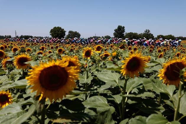 The pack of riders pictured in action during stage 11 of the 2025 Tour de France cycling, from and to Toulouse (154km), on Wednesday 16 July 2025 in France. The 112th edition of the Tour de France starts on Saturday 5 July in Lille, France, and will finish in Paris, France on the 27th of July. POOLxLUCAxBETTINI  x129371818x