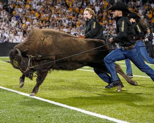 September 20, 2025: Colorado mascot Ralphie the Buffalo makes her debut running the field before the first half of the football game between Colorado and Wyoming in Boulder, CO. CSM. - ZUMAc04_ 20250920_zma_c04_823 Copyright: xDerekxRegensburgerx