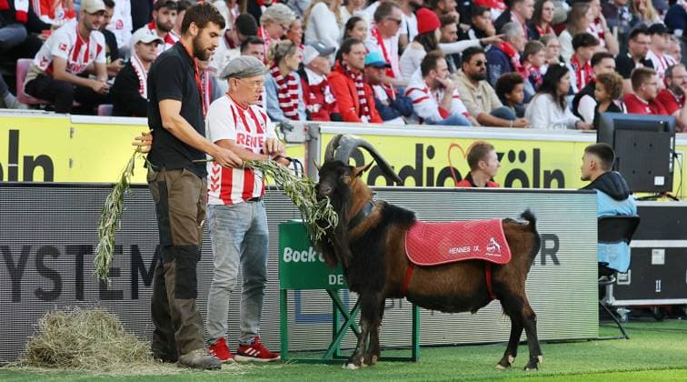 Stuttgart , Bundesliga Fußball 1. FC Köln vs. VfB Stuttgart, Maskottchen Hennes am Essen Gemäß den Vorgaben der DFL Deutschen Fußball Liga ist es untersagt, in dem Stadion und oder vom Spiel angefertigte Fotoaufnahmen in Form von Sequenzbildern und oder videoähnlichen Fotostrecken zu verwerten bzw. verwerten zu lassen.