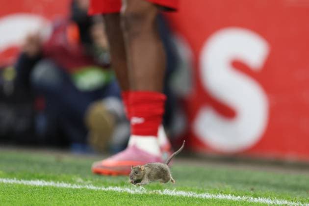 Wales v Belgium 13 October 2025, Cardiff - International Football - 2026 World Cup Qualifiers, Group J - Wales v Belgium - A rat runs onto the pitch - Photo: Charlotte Wilson Offside. Cardiff UK Copyright: xCharlottexWilsonx xOffsidexOffside
