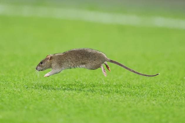 Wales v Belgium 13 October 2025, Cardiff - International Football - 2026 World Cup Qualifiers, Group J - Wales v Belgium - A rat runs onto the pitch - Photo: Charlotte Wilson Offside. Cardiff UK Copyright: xCharlottexWilsonx xOffsidexOffside