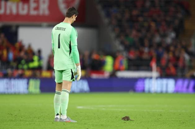 Wales v Belgium 13 October 2025, Cardiff - International Football - 2026 World Cup Qualifiers, Group J - Wales v Belgium - Belgium goalkeeper Thibaut Courtois looks down as a rat runs onto the pitch - Photo: Charlotte Wilson Offside. Cardiff UK Copyright: xCharlottexWilsonx xOffsidexOffside