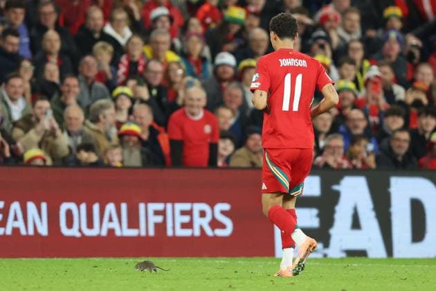 Wales v Belgium 13 October 2025, Cardiff - International Football - 2026 World Cup Qualifiers, Group J - Wales v Belgium - Brennan Johnson of Wales chases a rat off the pitch - Photo: Charlotte Wilson Offside. Cardiff UK Copyright: xCharlottexWilsonx xOffsidexOffside