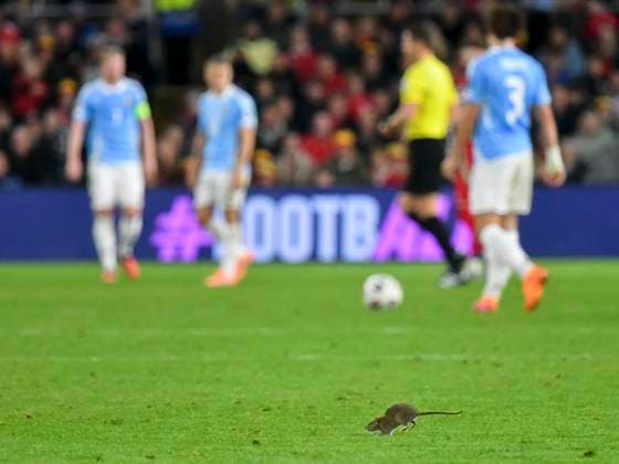 Football - 2026 FIFA World Cup, WM, Weltmeisterschaft, Fussball - European Qualifying - Group J - Matchday 8 12 - Wales vs Belgium - Cardiff City Stadium - Monday 13th October 2025 rat on the pitch COLORSPORT Winston Bynorth 