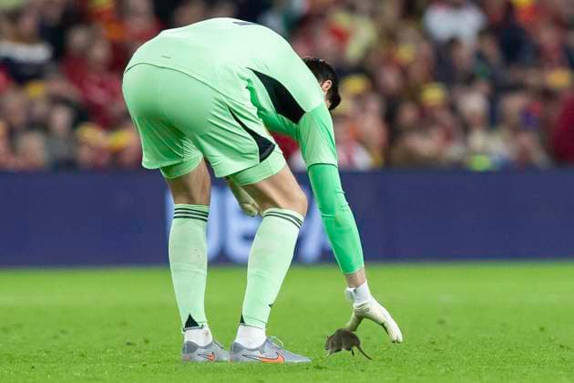 Wales v Belgium, Cardiff, UK - 13 Oct 2025 Thibaut Courtois of Belgium attempts to pick up a rat on the pitch during the World Cup Qualifier between Wales and Belgium at Cardiff City Stadium, Cardiff on 13 Oct 2025. Cardiff Cardiff City Stadium Wales GBR Copyright: xKaraxThomas PPAUKx PPA-223362