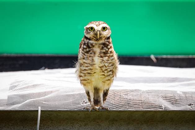 F1 - SAO PAULO GRAND PRIX 2025 Owl birds seen during the 2025 Formula 1 Grande Premio de Sao Paulo, 2025 Sao Paulo Grand Prix, 21th round of the 2025 FIA Formula One World Championship, WM, Weltmeisterschaft from November 7 to 9, 2025 on the Interlagos, in Sao Paulo, Brazil - Sao PauloBrazil  Copyright: xFLORENTxGOODENx