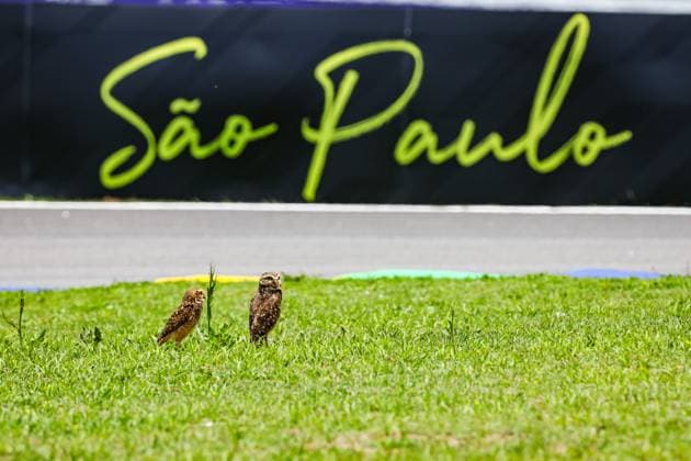 F1 - SAO PAULO GRAND PRIX 2025 Owl birds seen during the 2025 Formula 1 Grande Premio de Sao Paulo, 2025 Sao Paulo Grand Prix, 21th round of the 2025 FIA Formula One World Championship, WM, Weltmeisterschaft from November 7 to 9, 2025 on the Interlagos, in Sao Paulo, Brazil - Sao PauloBrazil  Copyright: xFLORENTxGOODENx