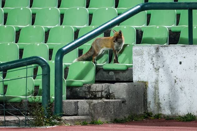 Fox is seen during the training session of BiH at Kosevo Stadium Fox is seen during the training session of Bosnia and Herzegovina at Kosevo Stadium in Sarajevo, Bosnia and Herzegovina, on November 11, 2025.  ArminxDurgut PIXSELL