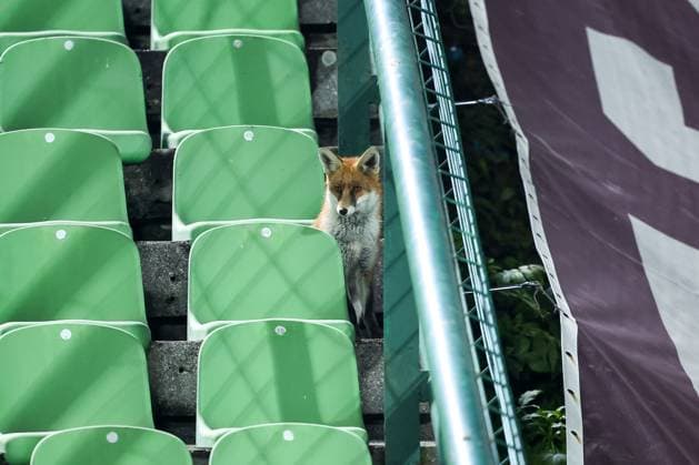 Fox is seen during the training session of BiH at Kosevo Stadium Fox is seen during the training session of Bosnia and Herzegovina at Kosevo Stadium in Sarajevo, Bosnia and Herzegovina, on November 11, 2025.  ArminxDurgut PIXSELL