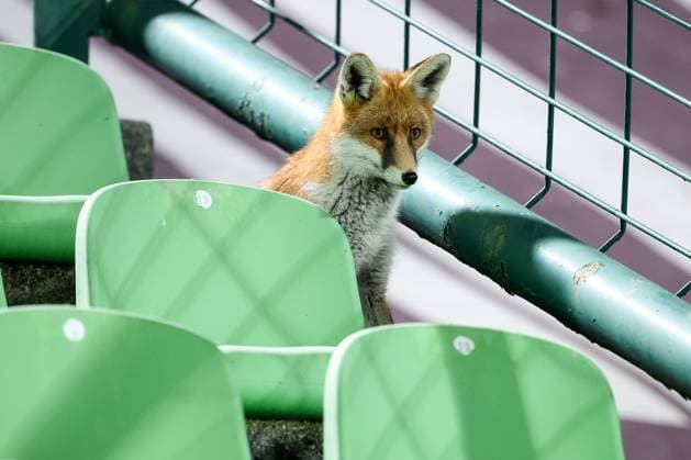 Fox is seen during the training session of BiH at Kosevo Stadium Fox is seen during the training session of Bosnia and Herzegovina at Kosevo Stadium in Sarajevo, Bosnia and Herzegovina, on November 11, 2025.  ArminxDurgut PIXSELL