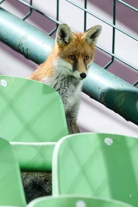 Fox is seen during the training session of BiH at Kosevo Stadium Fox is seen during the training session of Bosnia and Herzegovina at Kosevo Stadium in Sarajevo, Bosnia and Herzegovina, on November 11, 2025.  ArminxDurgut PIXSELL