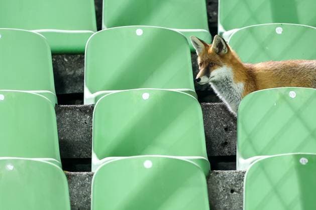 Fox is seen during the training session of BiH at Kosevo Stadium Fox is seen during the training session of Bosnia and Herzegovina at Kosevo Stadium in Sarajevo, Bosnia and Herzegovina, on November 11, 2025.  ArminxDurgut PIXSELL