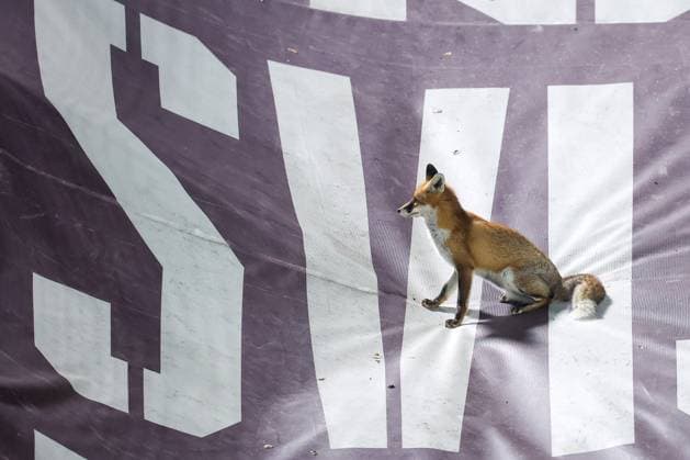 Fox is seen during the training session of BiH at Kosevo Stadium Fox is seen during the training session of Bosnia and Herzegovina at Kosevo Stadium in Sarajevo, Bosnia and Herzegovina, on November 11, 2025.  ArminxDurgut PIXSELL