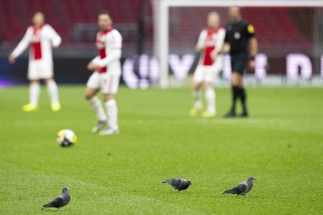 AMSTERDAM - Pigeons on the pitch during the remainder of the Dutch Eredivisie match between AFC Ajax and FC Groningen at the Johan Cruijff ArenA, without spectators, on December 2, 2025, in Amsterdam, Netherlands. The match was abandoned after supporters set off fireworks twice. ANP OLAF KRAAK Eredivisie 2025-2026 xVIxANPxSportx xxANPxIVx 543669320 originalFilename: 543669320.jpg