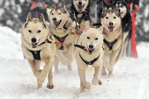 Mushers and theirs dog teams during the race Eduard Mid Abertamy, Czech Republic, January 10, 2026. (CTKxPhoto SlavomirxKubes) CTKPhotoP2026011004482  CTKPhotoP2026011004482